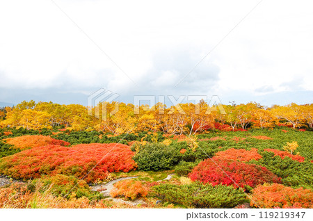 Autumn leaves along the Norikura Echo Line Autumn leaves along the Norikura Echo Line 119219347
