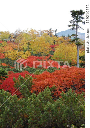 Autumn leaves along the Norikura Echo Line 119219351