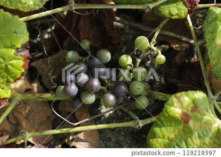 Ebidzuru Ebidzuru 119219397