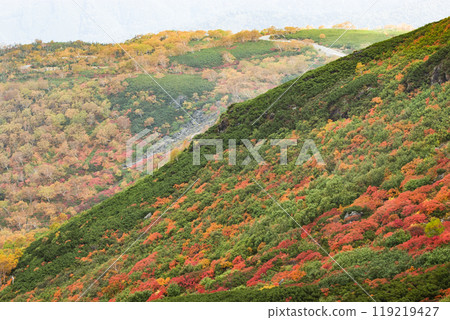 Autumn leaves along the Norikura Echo Line Autumn leaves along the Norikura Echo Line 119219427