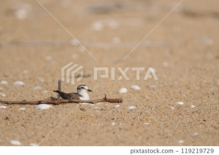 Nesting Snowy Plovers Nesting Snowy Plovers 119219729