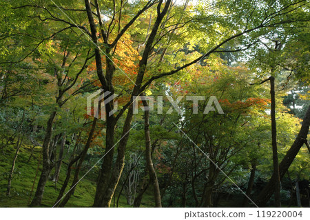 Early autumn in Kyoto / A scene of Kyoto with a hint of autumn (backlighting, sunlight filtering through the trees) 119220004