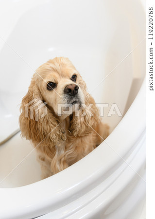 A wet spaniel sits in the bathtub after a bath. 119220768