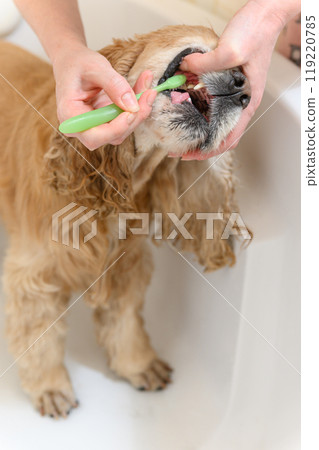 Female hand brushing american cocker spaniel teeth. Female hand brushing american cocker spaniel teeth. 119220785