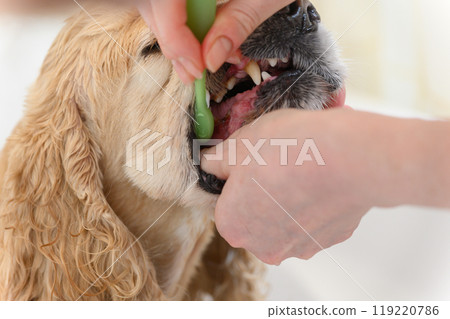 Female hand brushing american cocker spaniel teeth. Female hand brushing american cocker spaniel teeth. 119220786