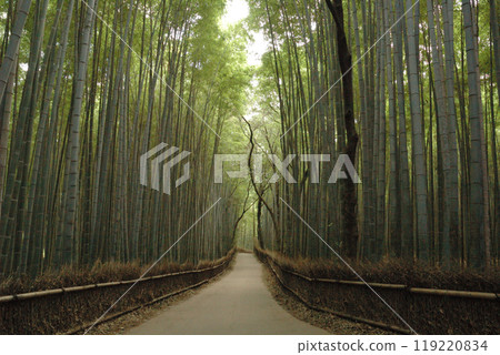 竹林中的散步道/京都的竹林小路、小巷、小路 119220834