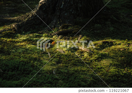 Japanese moss garden in evening / Moss in a Japanese garden illuminated by the setting sun 119221067