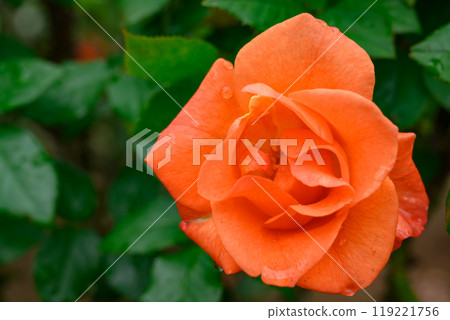 花園裡盛開的橘色玫瑰 119221756