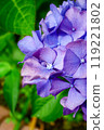 Hydrangea of full bloom 119221802