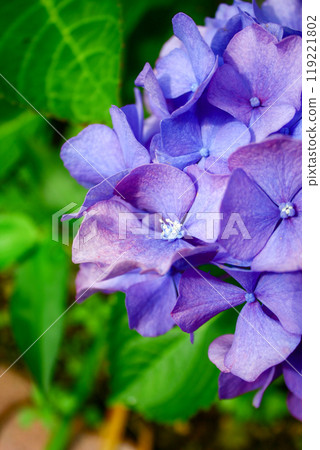 Hydrangea of full bloom Hydrangea of full bloom 119221802