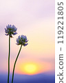 White clover shining in the evening sky 119221805