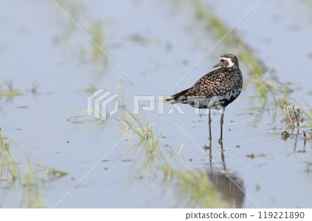 春田的宗黑 119221890