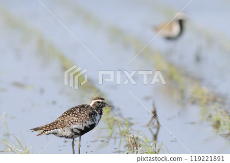 春田的宗黑 119221891