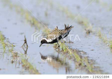 Golden Plover in Haruta 119221894