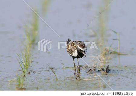 春田的宗黑 119221899