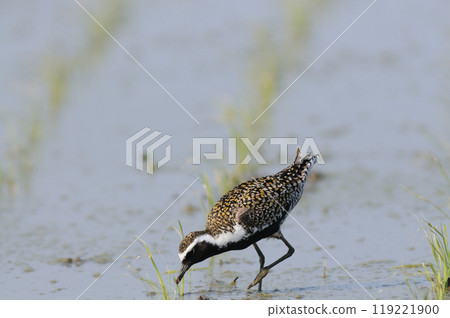 春田的宗黑 119221900