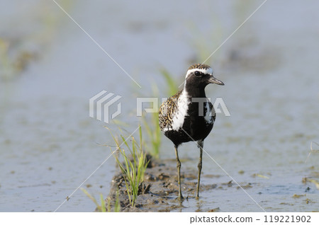 Golden Plover in Haruta 119221902