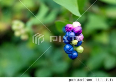 色彩繽紛的石三川水果 119221915