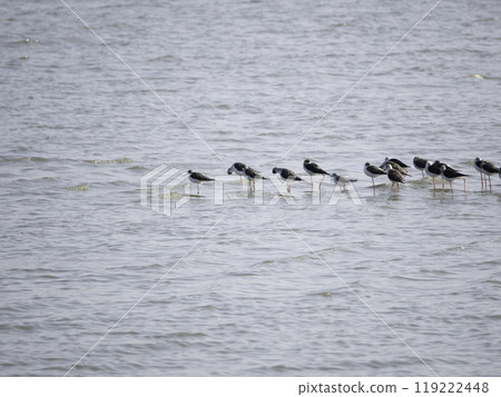 A single greenshank among a flock of black-winged sandpipers A single greenshank among a flock of black-winged sandpipers 119222448