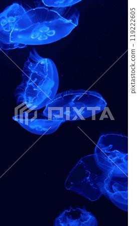 jellyfish jellyfish 119222605