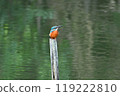 Kingfisher 119222810