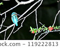 Kingfisher 119222813