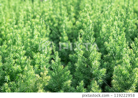 Lush green foliage in a dense garden bed during bright sunlight 119222958