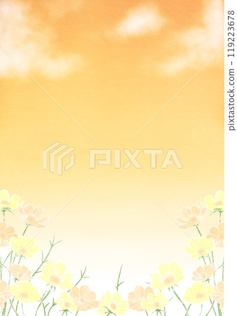 Yellow cosmos sunset background Yellow cosmos sunset background 119223678
