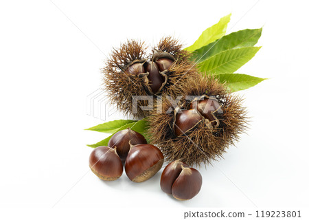 栗子與白色背景 119223801
