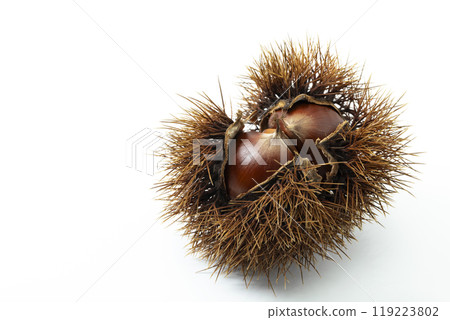 栗子與白色背景 119223802