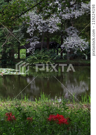 Red spider lilies and arbour Red spider lilies and arbour 119224198