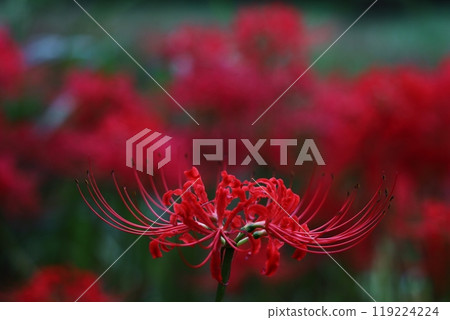 Gorgeous red spider lily Gorgeous red spider lily 119224224