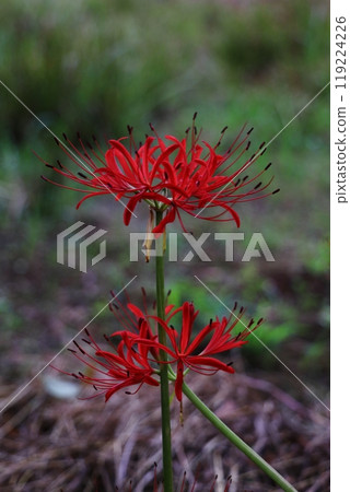 Two gorgeous red spider lilies Two gorgeous red spider lilies 119224226