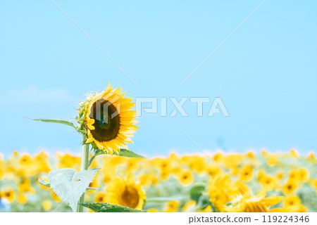 [神奈川縣橫須賀市] 長井海手公園 Soleil Hill 向日葵田 119224346