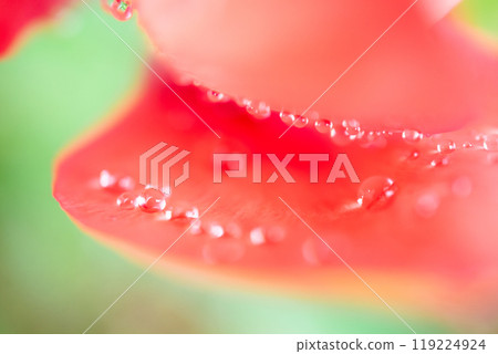 紅色鬱金香與水滴的特寫 119224924