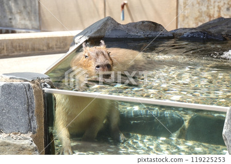 Capybara bathing at Ishikawa Zoo Capybara bathing at Ishikawa Zoo 119225253