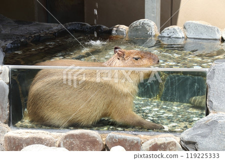 水豚在石川動物園洗澡 119225333