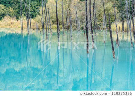 [Biei Town, Shirogane: Blue Pond and Water Mirror] 119225356