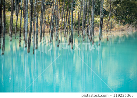 [Biei Town, Shirogane: Blue Pond and Water Mirror] 119225363