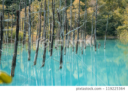 [Biei Town, Shirogane: Blue Pond and Water Mirror] 119225364