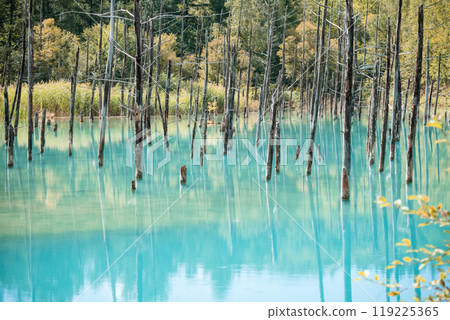 [Biei Town, Shirogane: Blue Pond and Water Mirror] 119225365