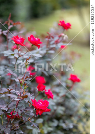 秋天的玫瑰 中之條花園 119225584