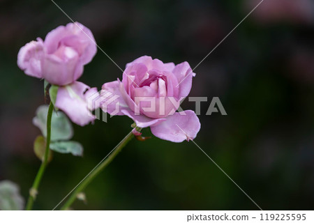 秋天的玫瑰 中之條花園 119225595