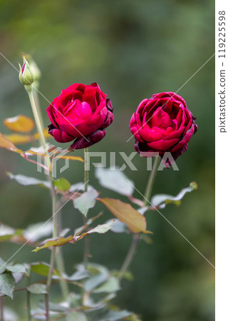 秋天的玫瑰 中之條花園 119225598