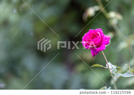 秋天的玫瑰 中之條花園 秋天的玫瑰 中之條花園 119225599