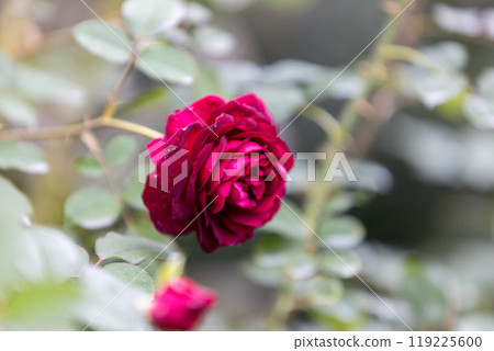 Autumn Roses Nakanojo Gardens Autumn Roses Nakanojo Gardens 119225600
