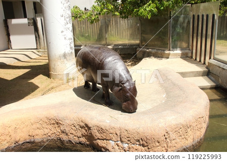 石川動物園的侏儒河馬 石川動物園的侏儒河馬 119225993