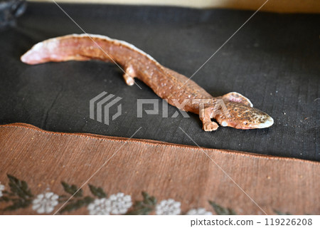 宇大十電肯地區 119226208