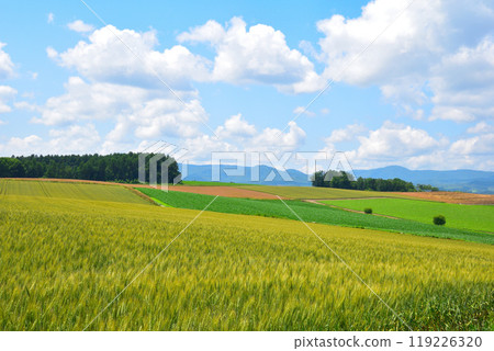 Summer Hokkaido Wheat Field Hill 119226320