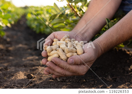 A farmer holding freshly harvested peanuts with roots in a field 119226353